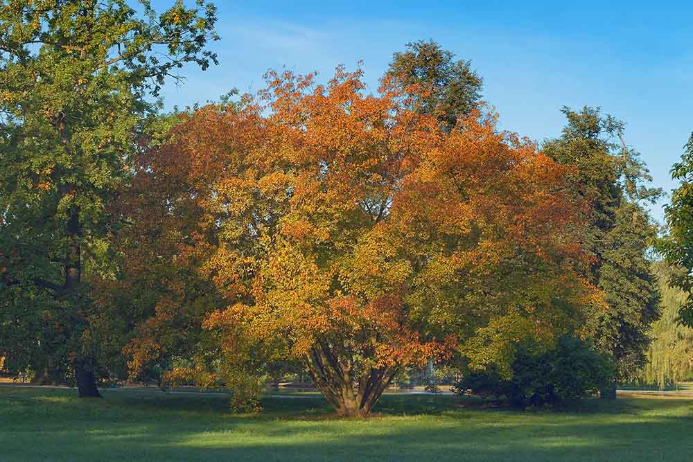 Amur Maple