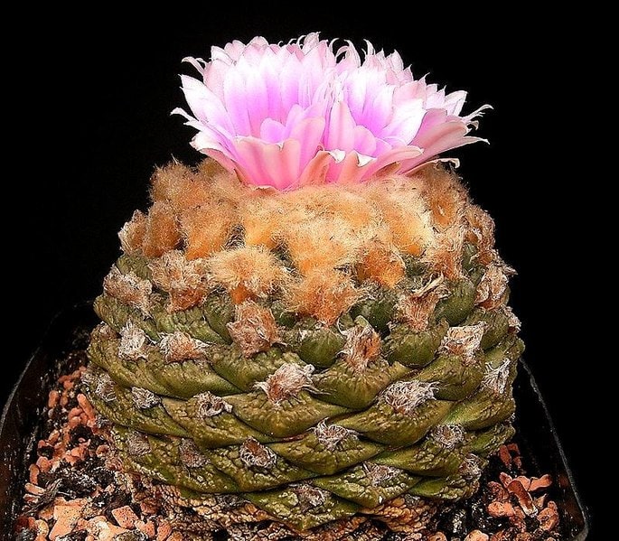 Ariocarpus fissuratus2 ies