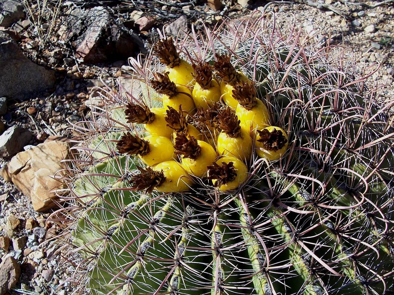 14 Types of Barrel Cactus (With Pictures) | Home Grail