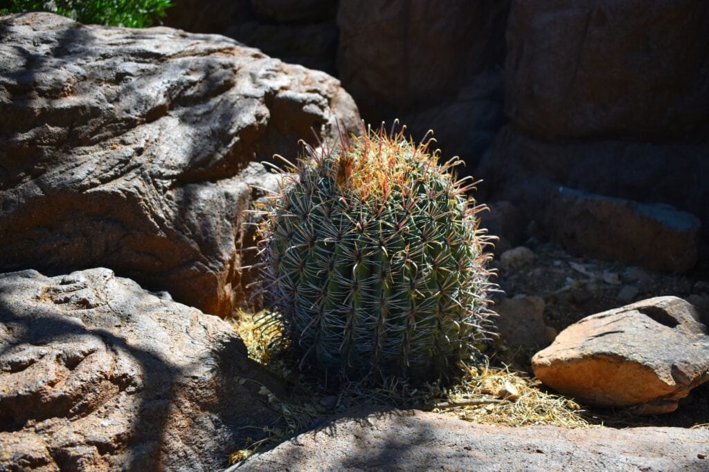 Arizona Barrel