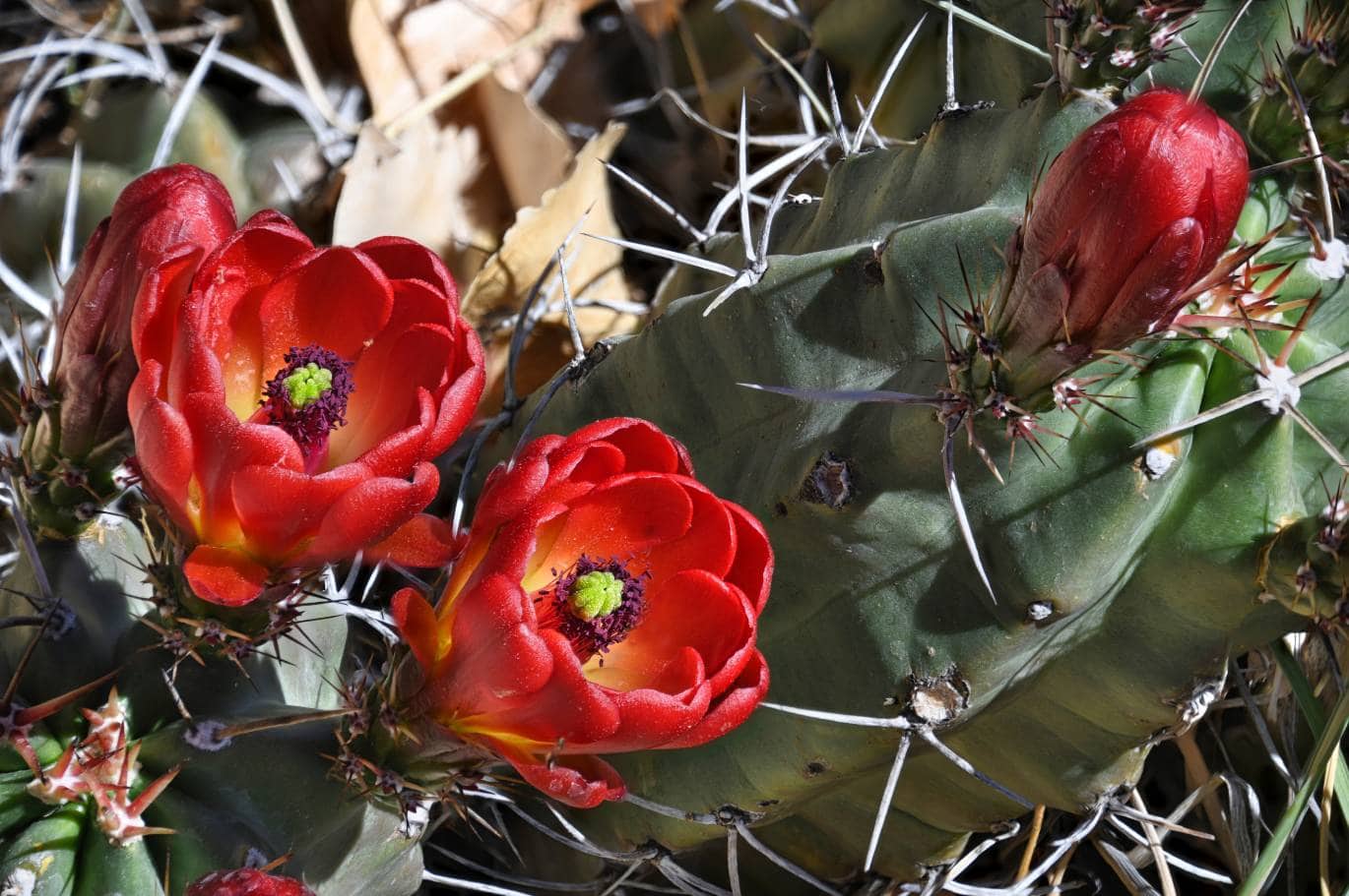Arizona Claret Cup Cactus