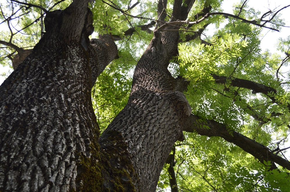 Ash Tree