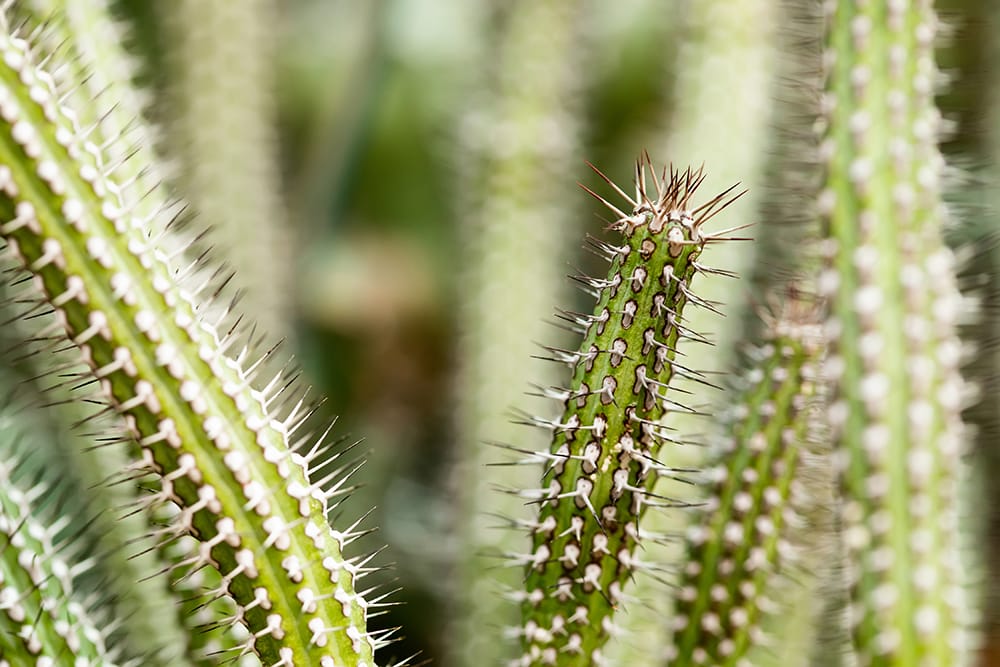 Baioensis Cactus_Besjunior_Shutterstock