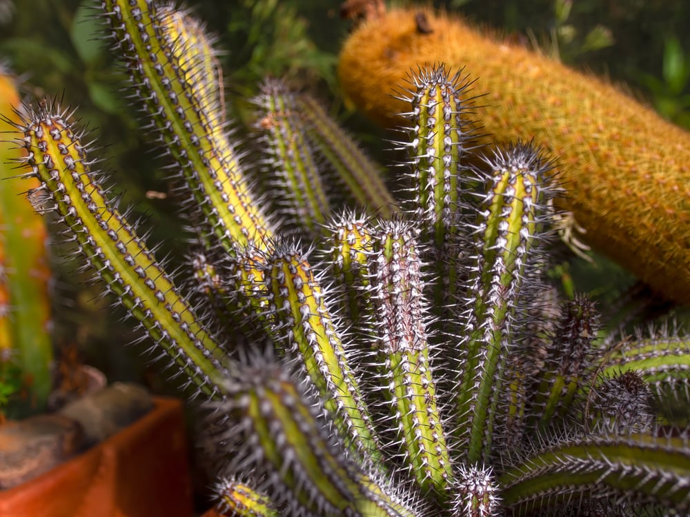 Baioensis