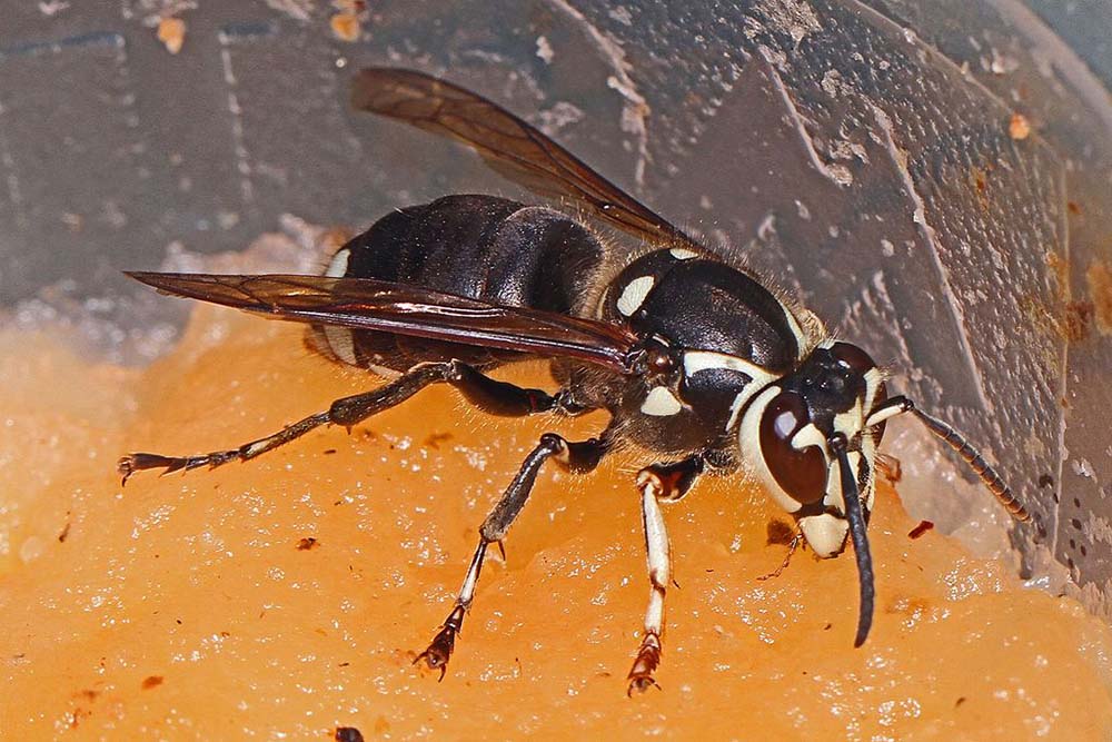 Bald-faced Hornet - Dolichovespula maculata, Herndon, Virginia