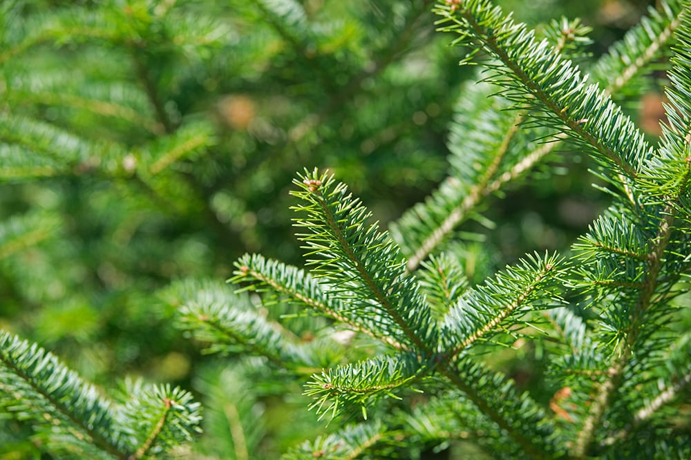 Balsam Fir Tree