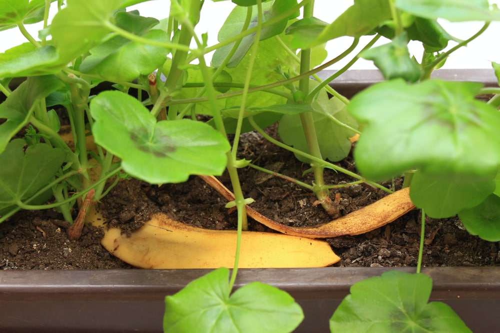 Banana peel with plants on soil