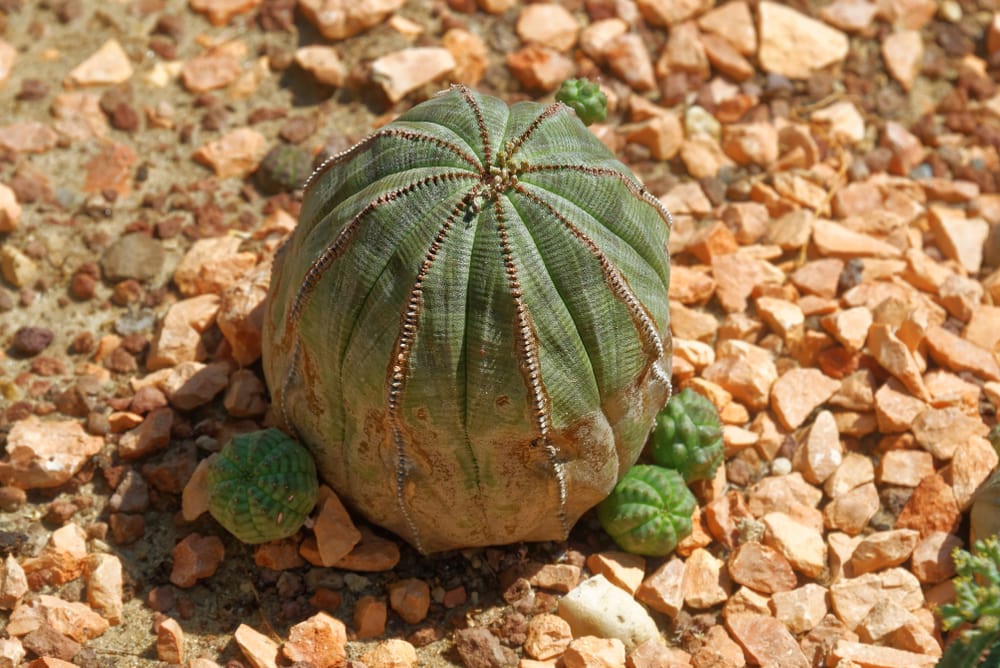 Basketball Euphorbia
