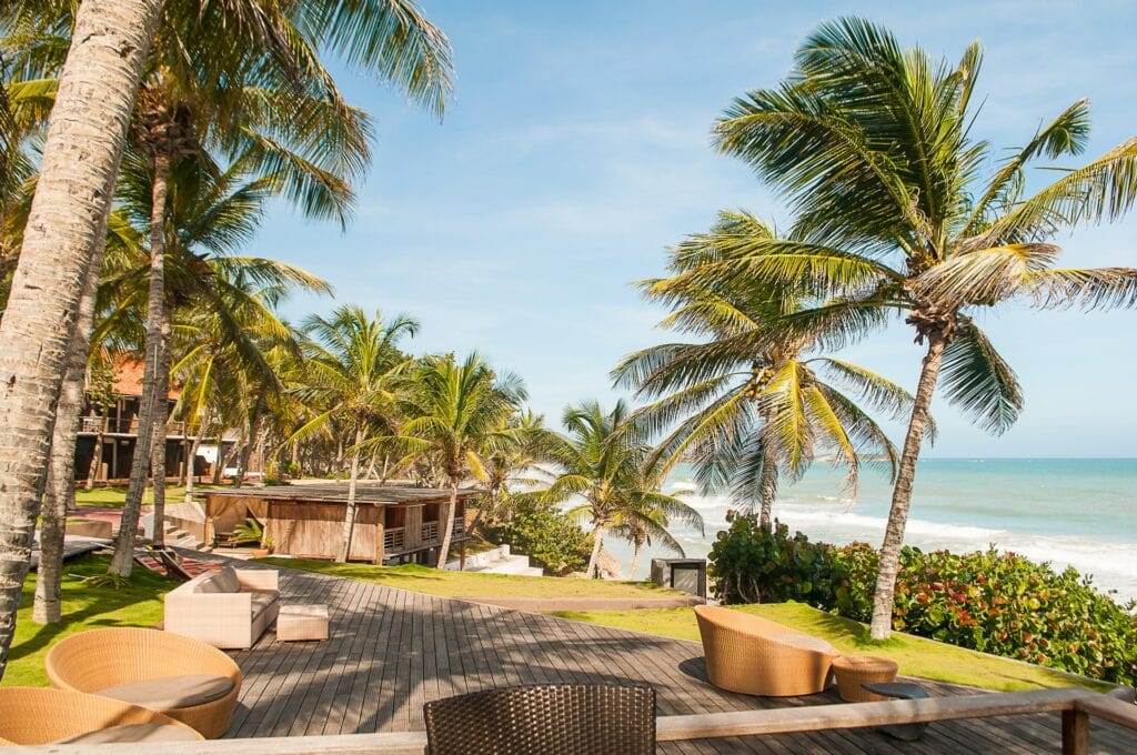 Beach Palm Tree