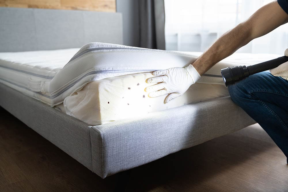 Bed bug infestation