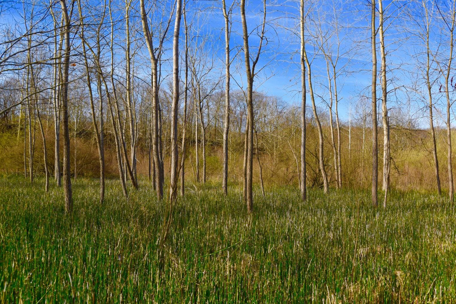 Bigtooth Aspen