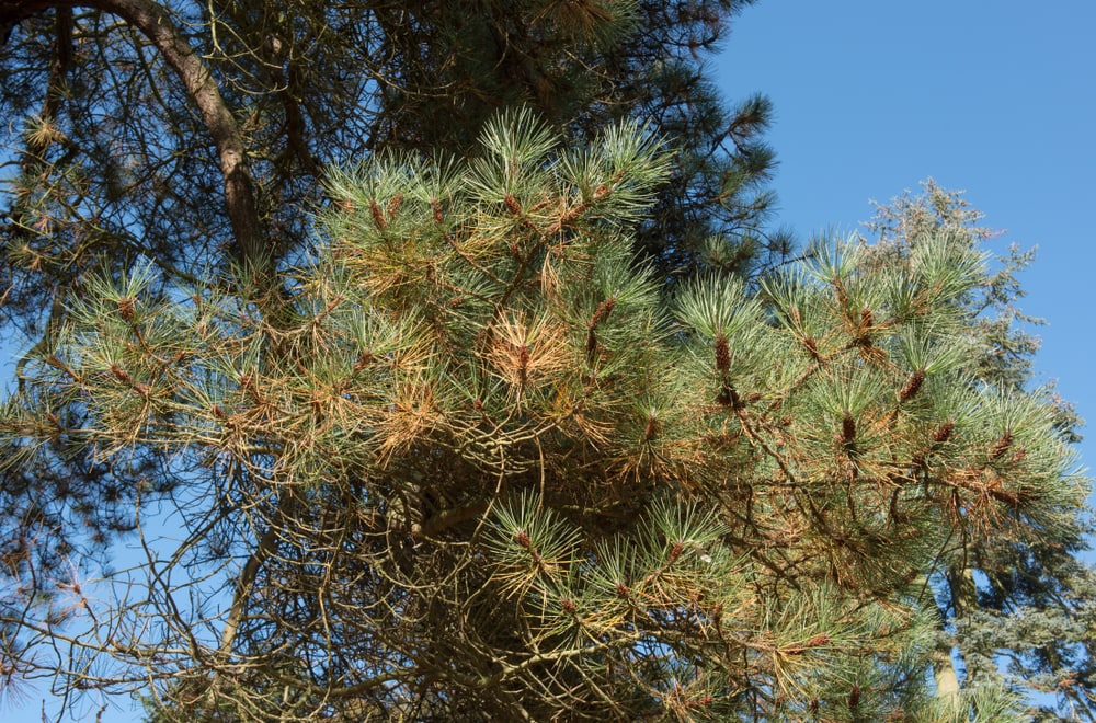Bishop Pine