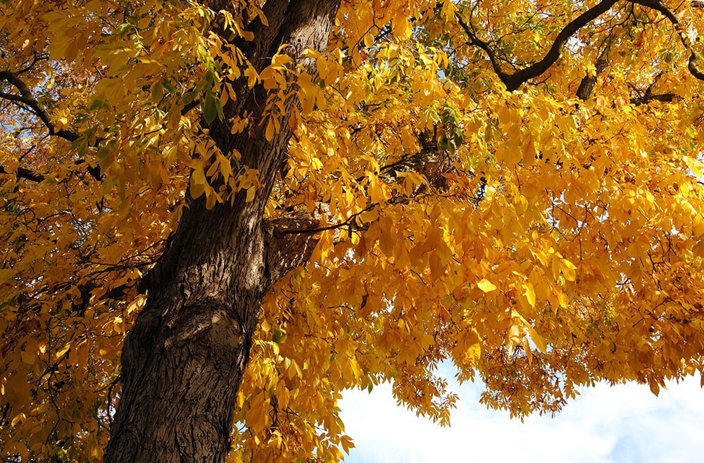 Bitternut Hickory
