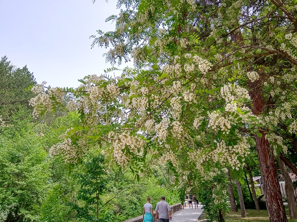 Black Locust Tree_Rainbow008_Shutterstock