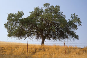 How Fast Do Oak Trees Grow? Timeline, Varieties, & Tips Home Grail