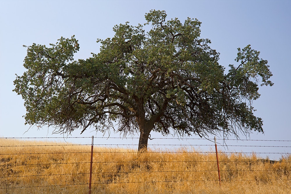 Black Oak Tree_Richard Thornton_Shutterstock