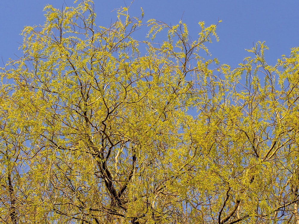 Black Willow Tree
