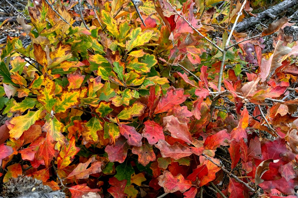 Blackjack Oak