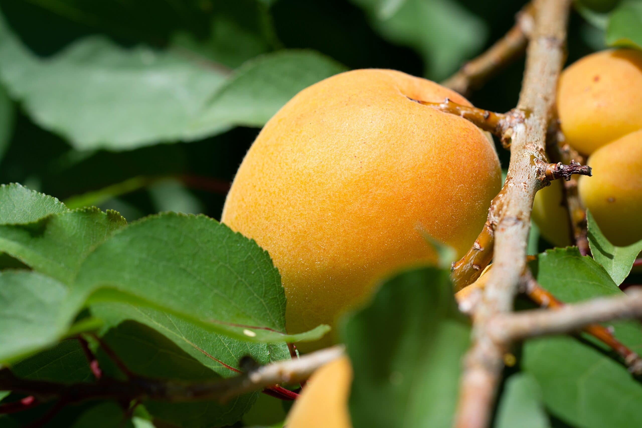 Canadian White Blenheim Apricot Tree