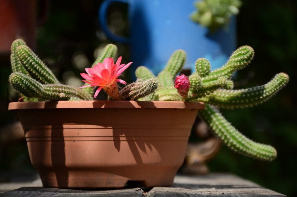 Blooming cactus