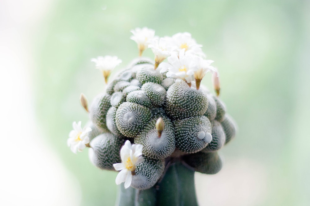 Blossfeldia Liliputana_CHISAPATH CHOOTHONG_Shutterstock