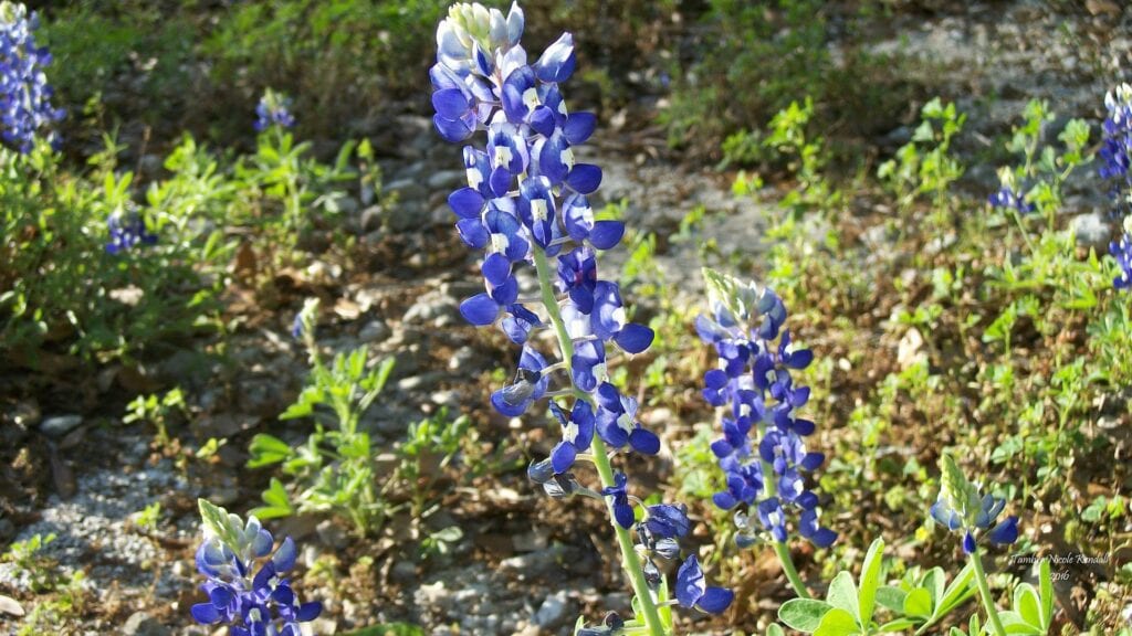 Bluebonnet