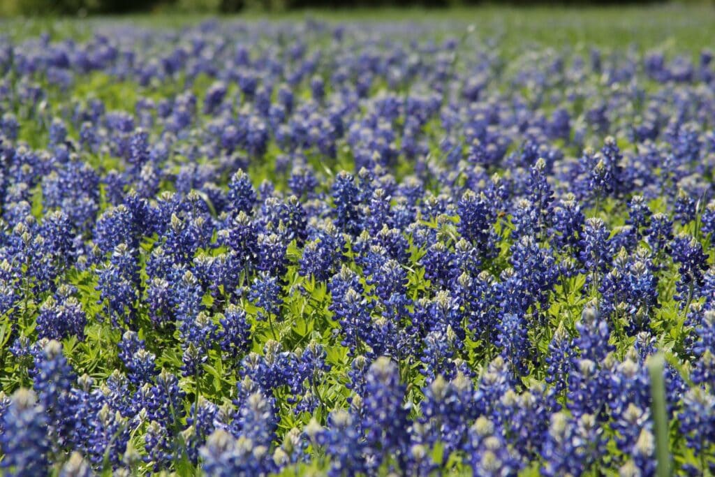Bluebonnet
