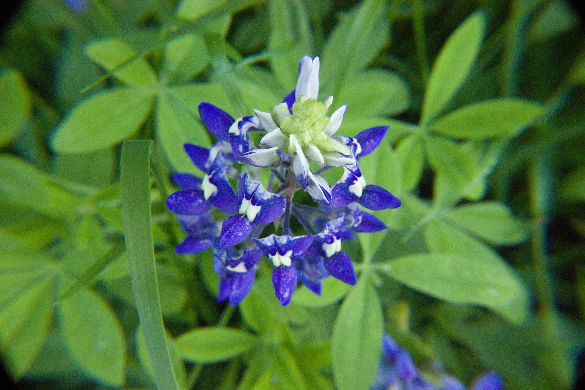 What Is the State Flower of Texas? Facts & FAQ