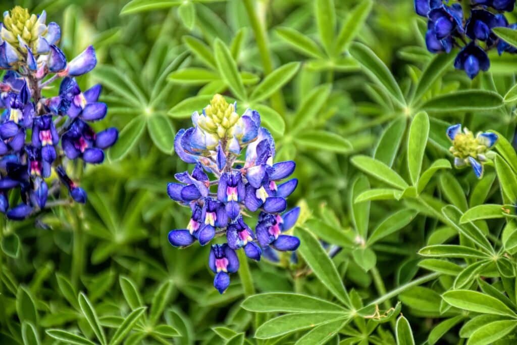 Bluebonnet