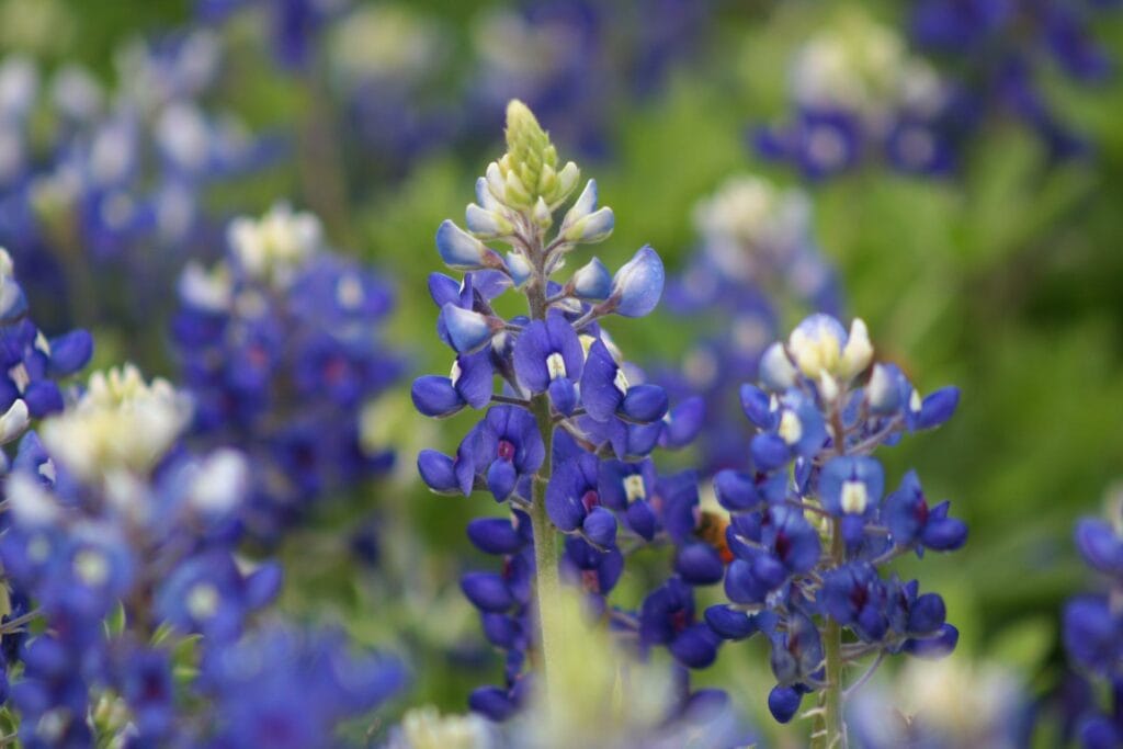 Bluebonnet