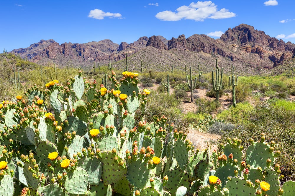 Brittle Prickly Pear_LHBLLC_Shutterstock