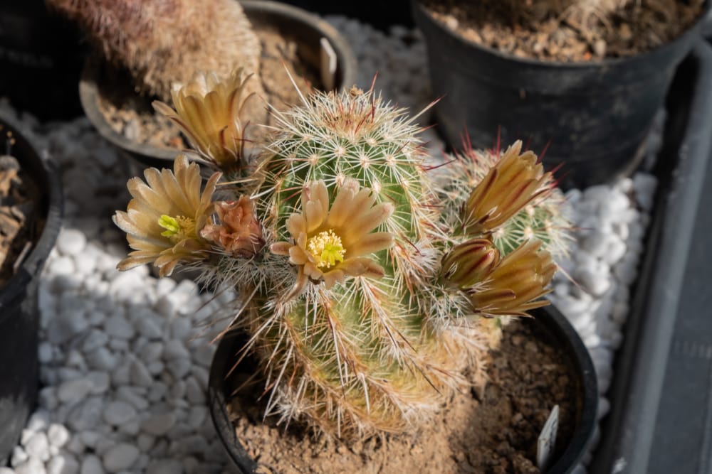 Brown Flowered Cactus