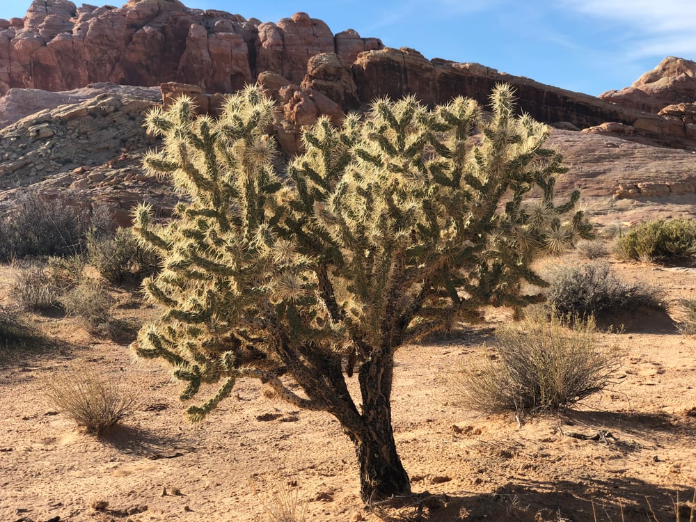 Buckhorn Cholla