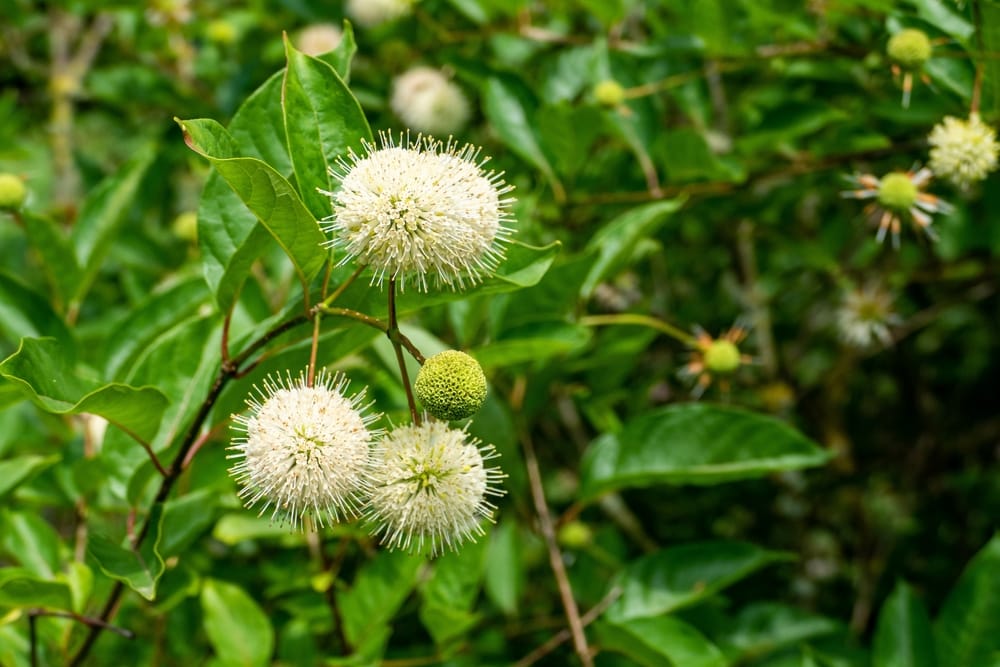 Buttonbush (Cephalanthus occidentalis)