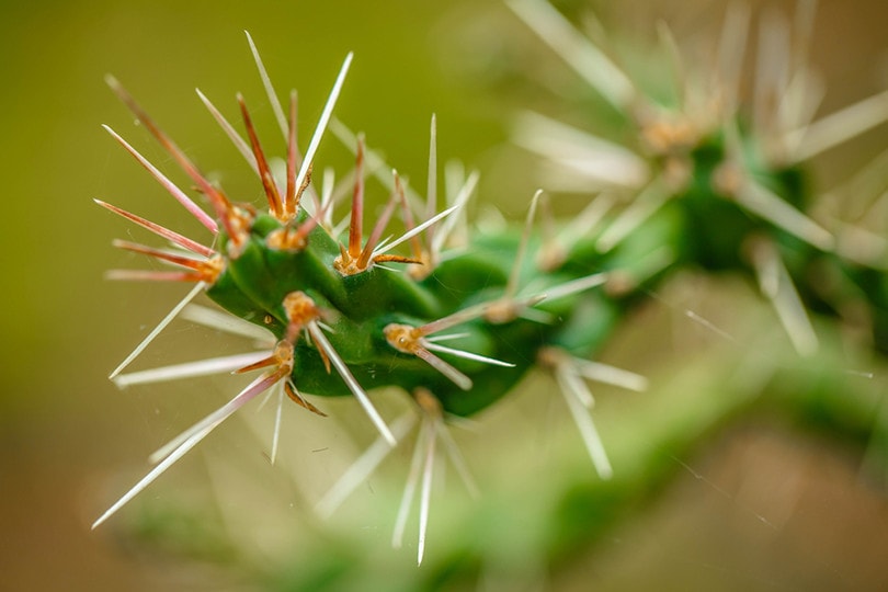 Cactus Needle