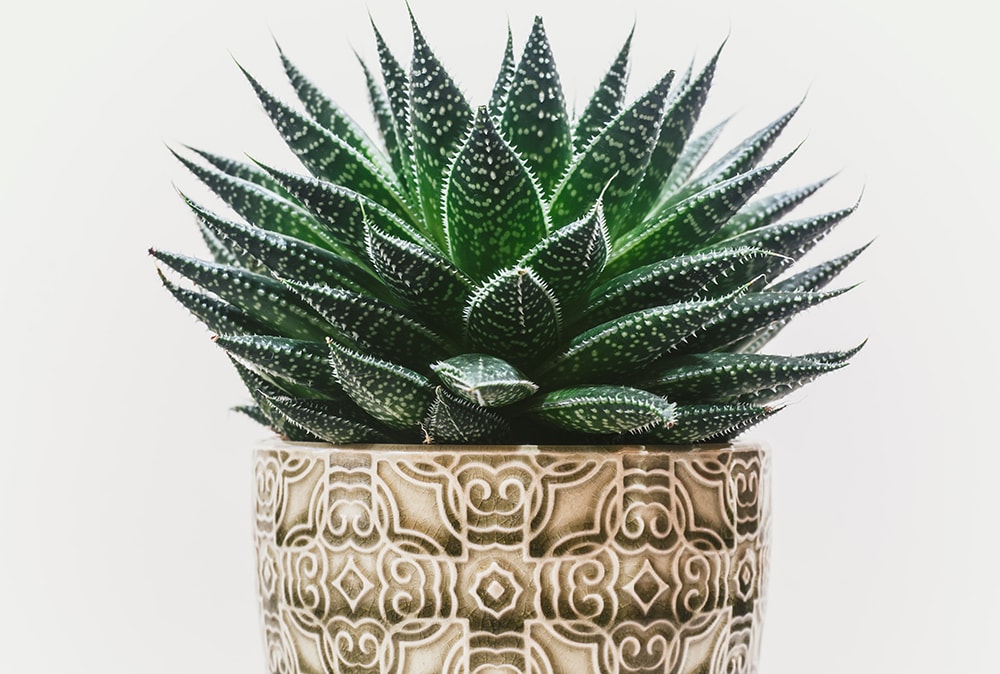 Cactus at Home_Kyaw Tun_Unsplash