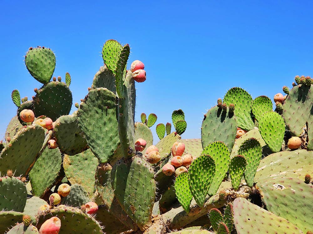 Cactus in mexico