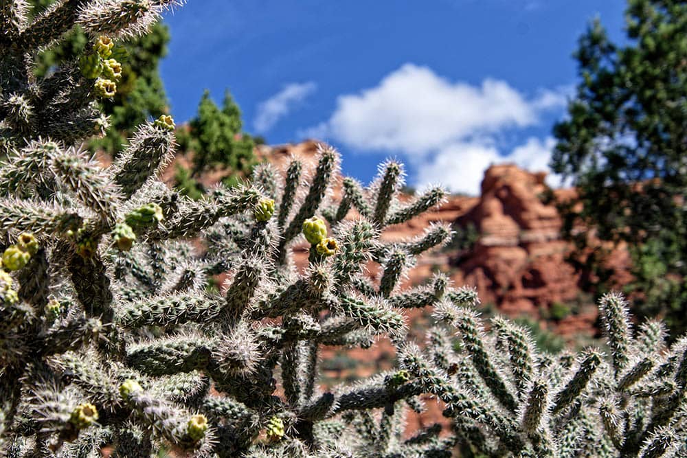 Cane cholla cactus_Wirestock Creators_Shutterstock