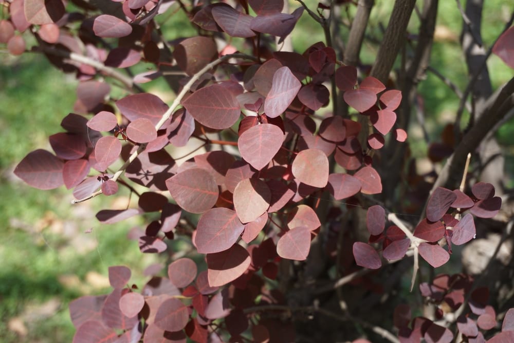 Caribbean Copper Plant