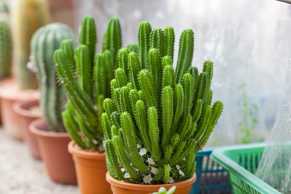 cereas hexagonus_panpilai paipa_Shutterstock