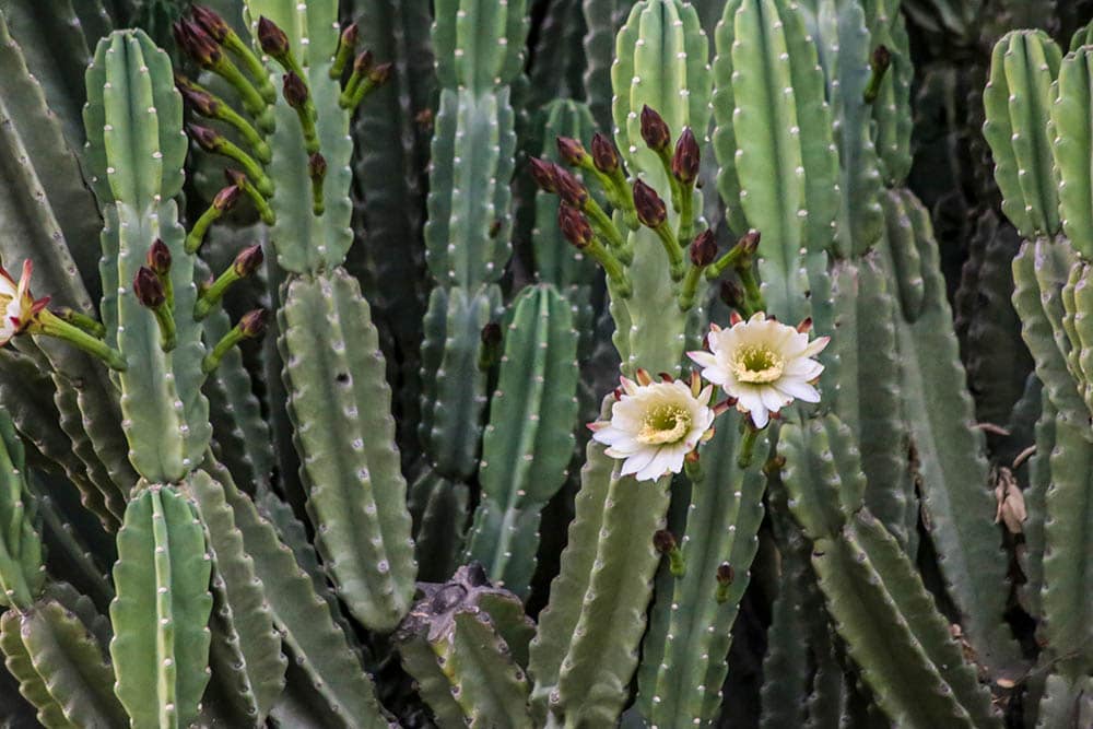 Cereus hildmannianus_Jessica Chortkoff_Shutterstock