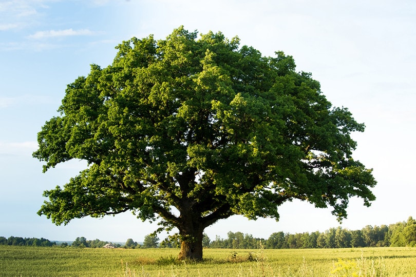 Charter Oak Tree