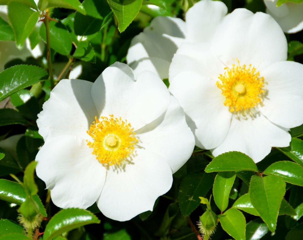 Cherokee Rose