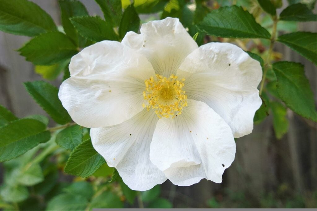 Cherokee Rose