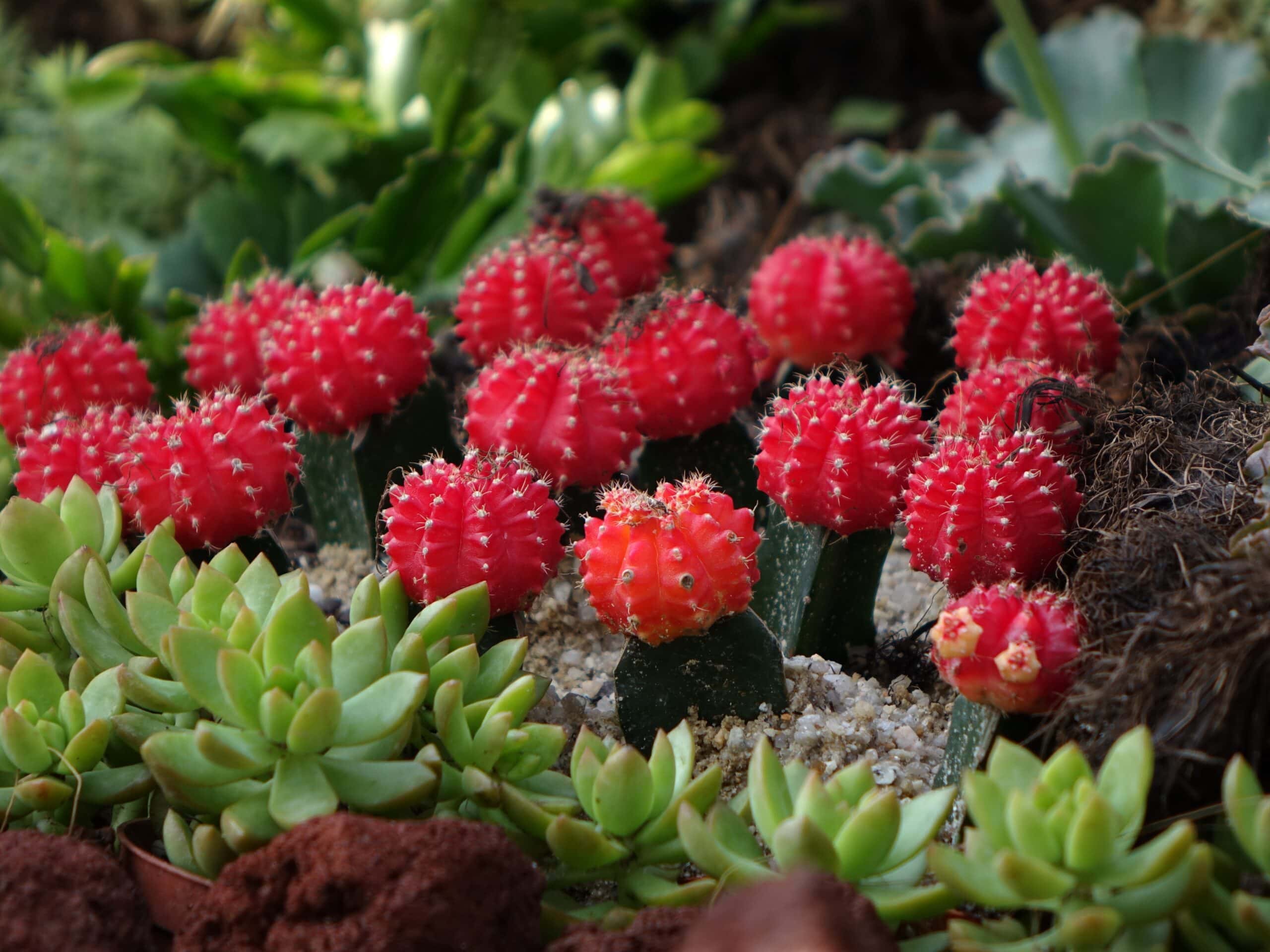 Chin Cactus