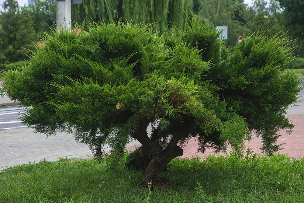 Chinese Juniper