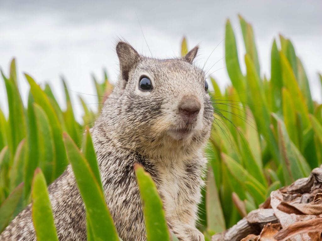 Chipmunk