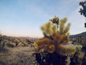 5 Types of Cholla Cactus (With Pictures) | Home Grail
