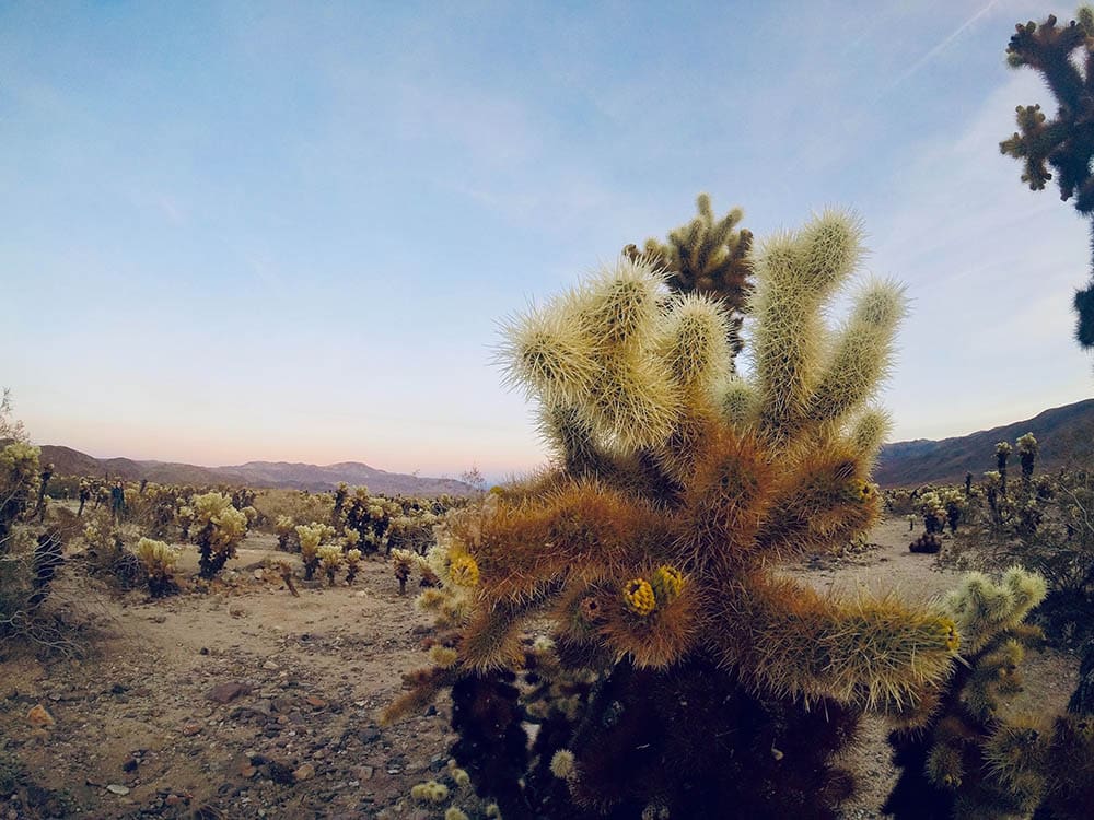 Cholla cactus_Mark Wieder_Unsplash