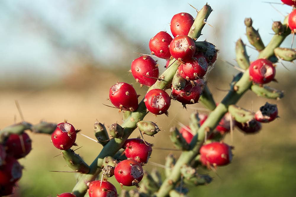 Christmas Cholla Cactus_The Jungle Explorer_Shutterstock